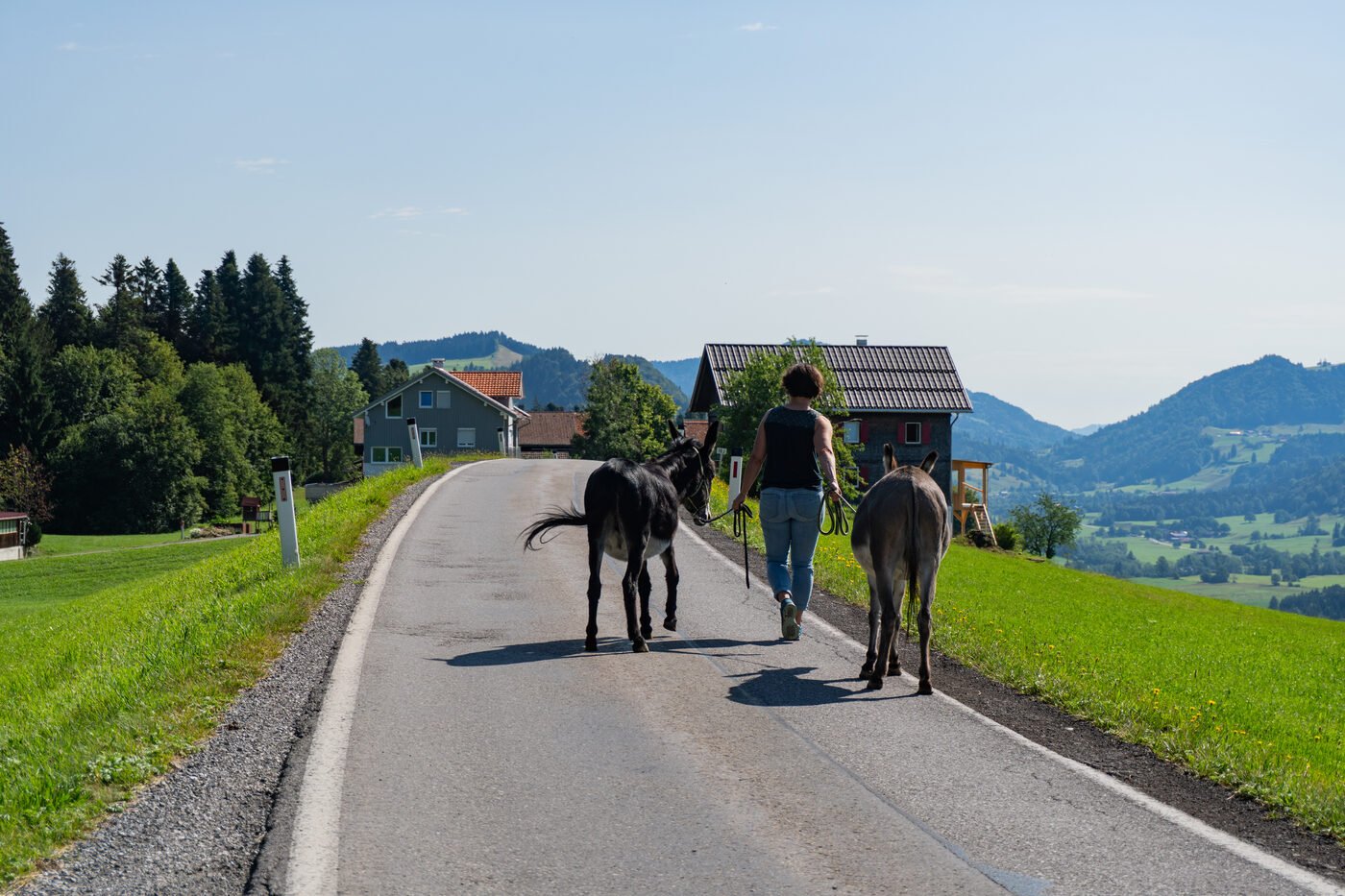 Eindruck einer Eselwanderung im Sommer 4