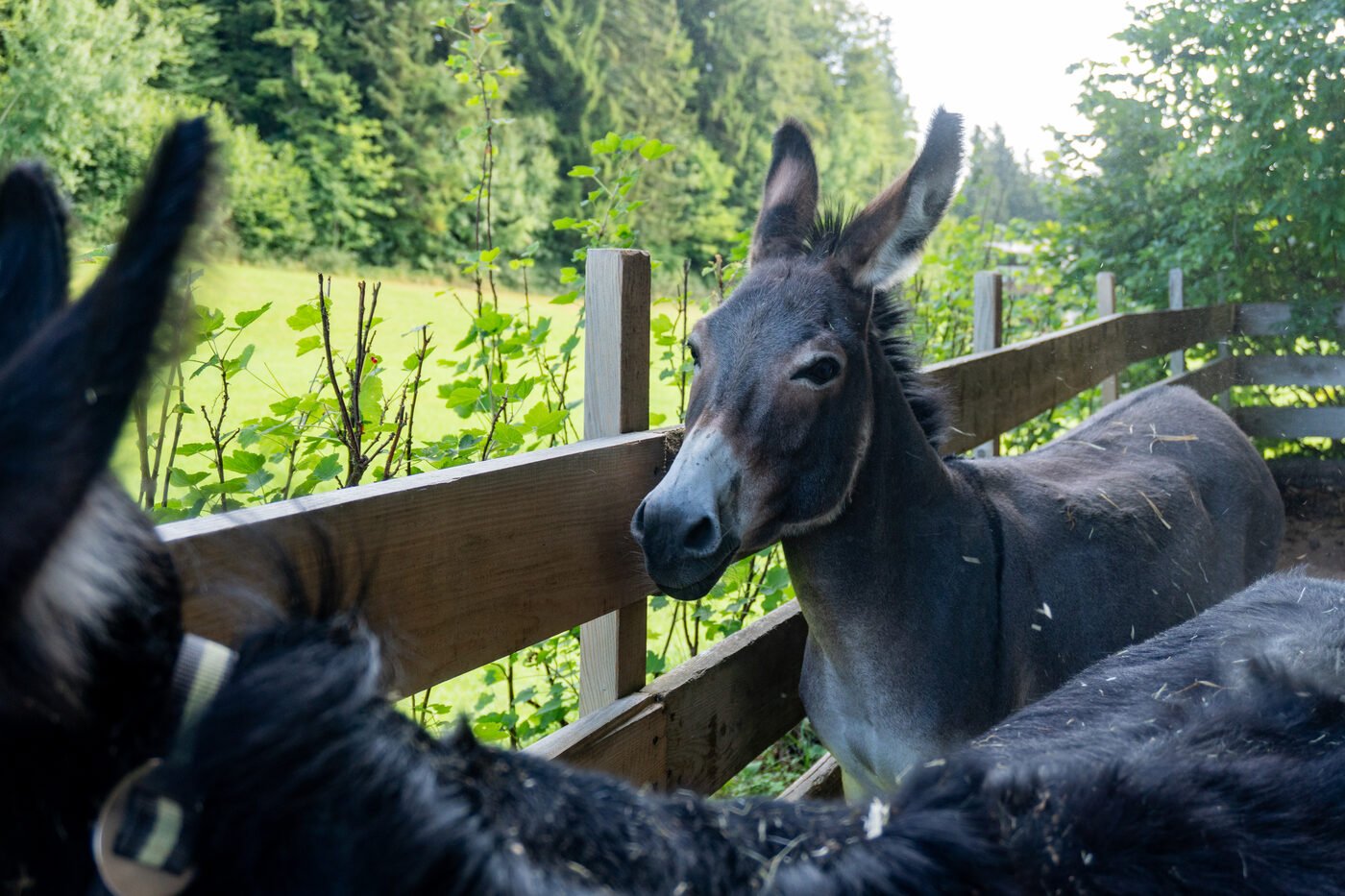 Eindruck einer Eselwanderung im Sommer 9