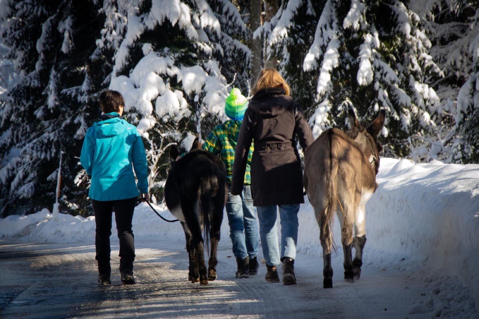 Eindruck einer Eselwanderung im Winter 1