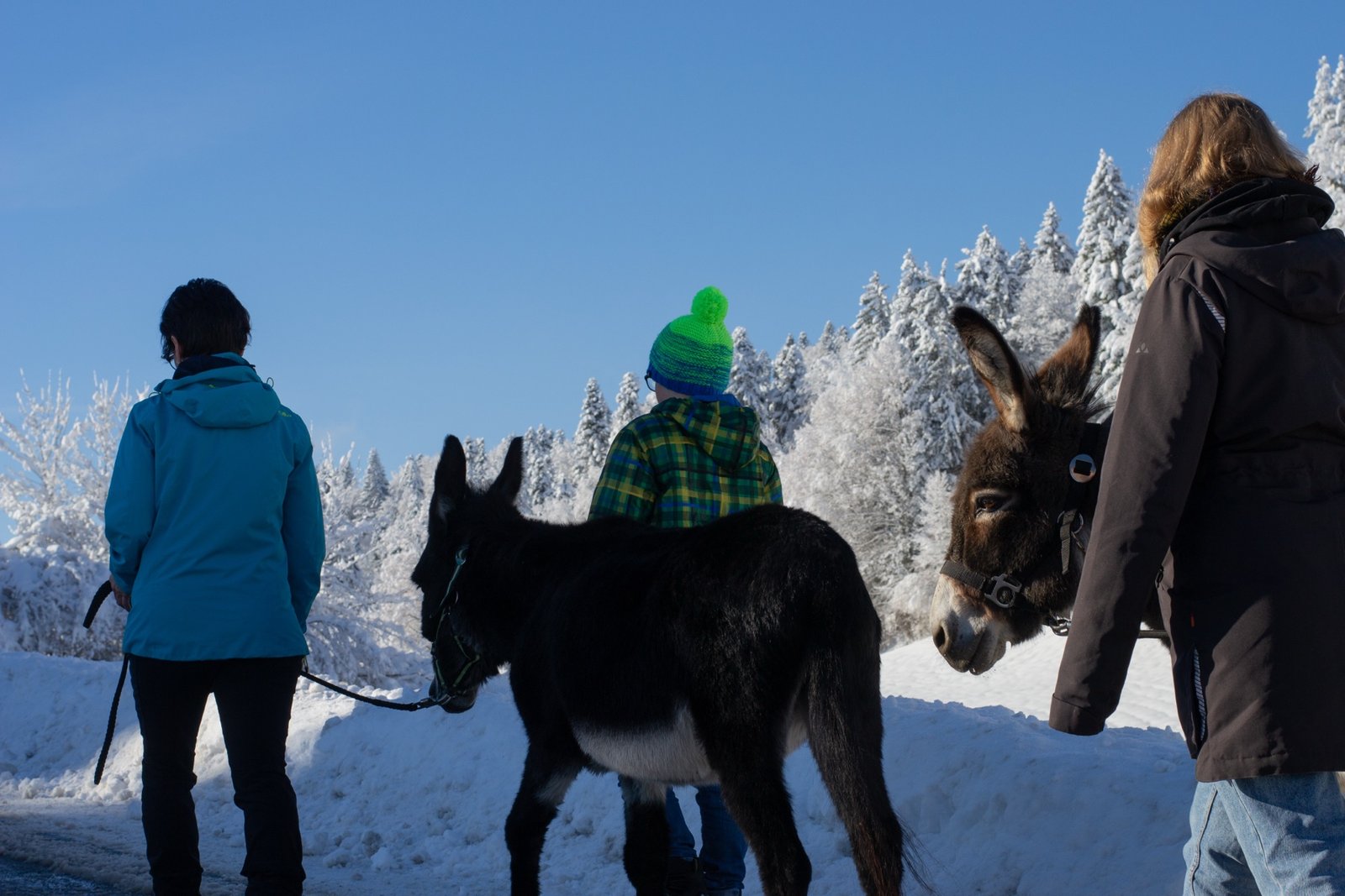 Eindruck einer Eselwanderung im Winter 4